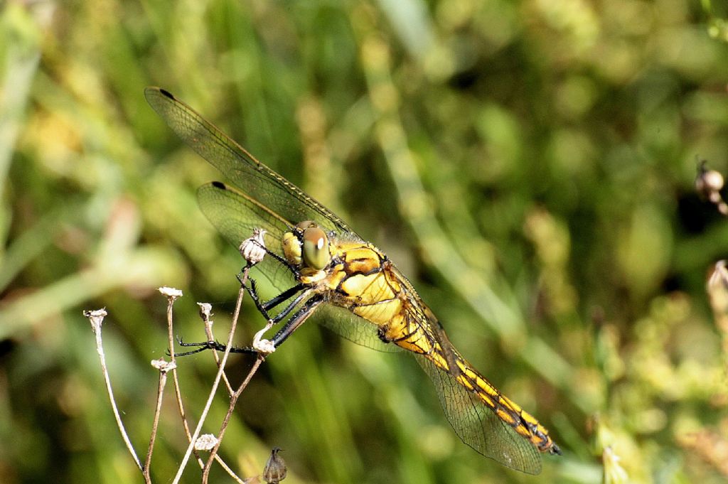 Che sia  femmina di Orthetrum cancellatum?